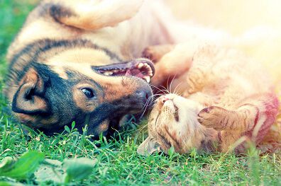 A dog and a cat lying on the grass, playfully interacting with each other.
